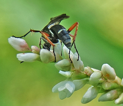 Pompilidae