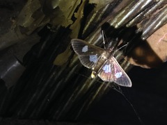 Diaphania exclusalis