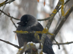 Corvus monedula