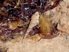 Favonigobius lateralis