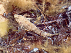 Favonigobius lateralis
