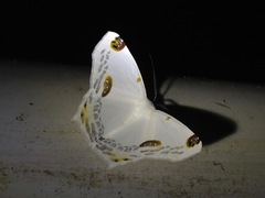 Sericoptera mahometaria