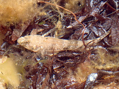 Favonigobius lateralis