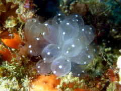 Clavelina pseudobaudinensis