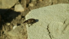 Sitona californius