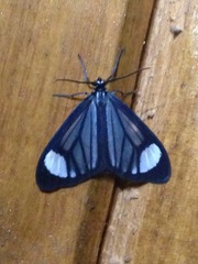 Monocreaga pheloides