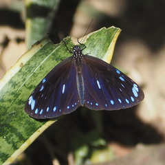 Euploea eunice hobsoni