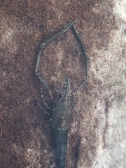 Macrobrachium australiense