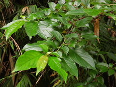 Rhamnus formosana