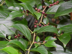 Rhamnus formosana