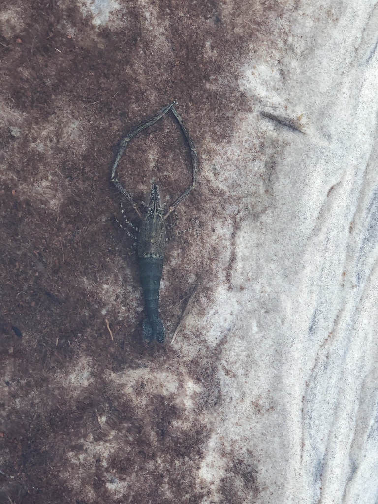 Macrobrachium australiense