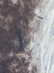 Macrobrachium australiense