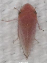 Xerophloea