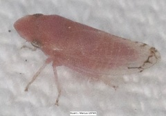Xerophloea