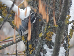 Sitta europaea