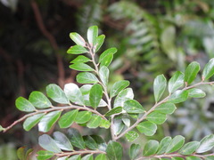 Ventilago elegans