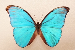 Morpho menelaus amathonte