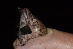 Synbranchus marmoratus