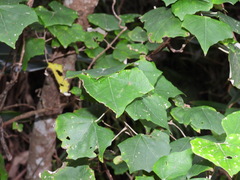 Mallotus paniculatus formosanus