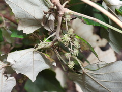 Mallotus paniculatus formosanus