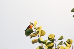 Pyrocephalus rubinus