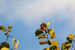 Pyrocephalus rubinus