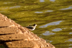 Actitis macularius