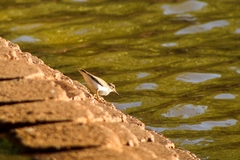 Actitis macularius