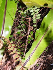 Acrophylla enceladus