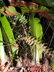 Acrophylla enceladus