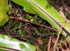 Acrophylla enceladus