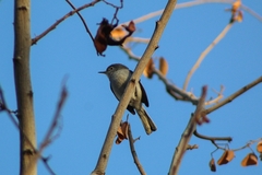 Polioptila caerulea