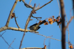 Polioptila caerulea