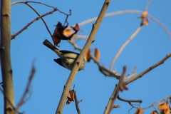 Polioptila caerulea