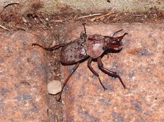 Cacostomus squamosus