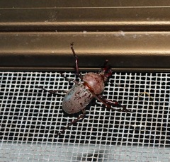 Cacostomus squamosus