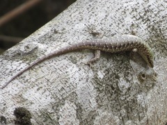 Dasia grisea