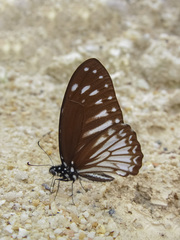 Graphium ramaceus pendleburyi
