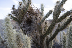 Campylorhynchus brunneicapillus