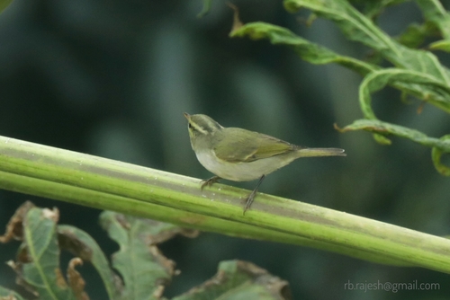 Western Crowned Warbler (Phylloscopus occipitalis), photo 5