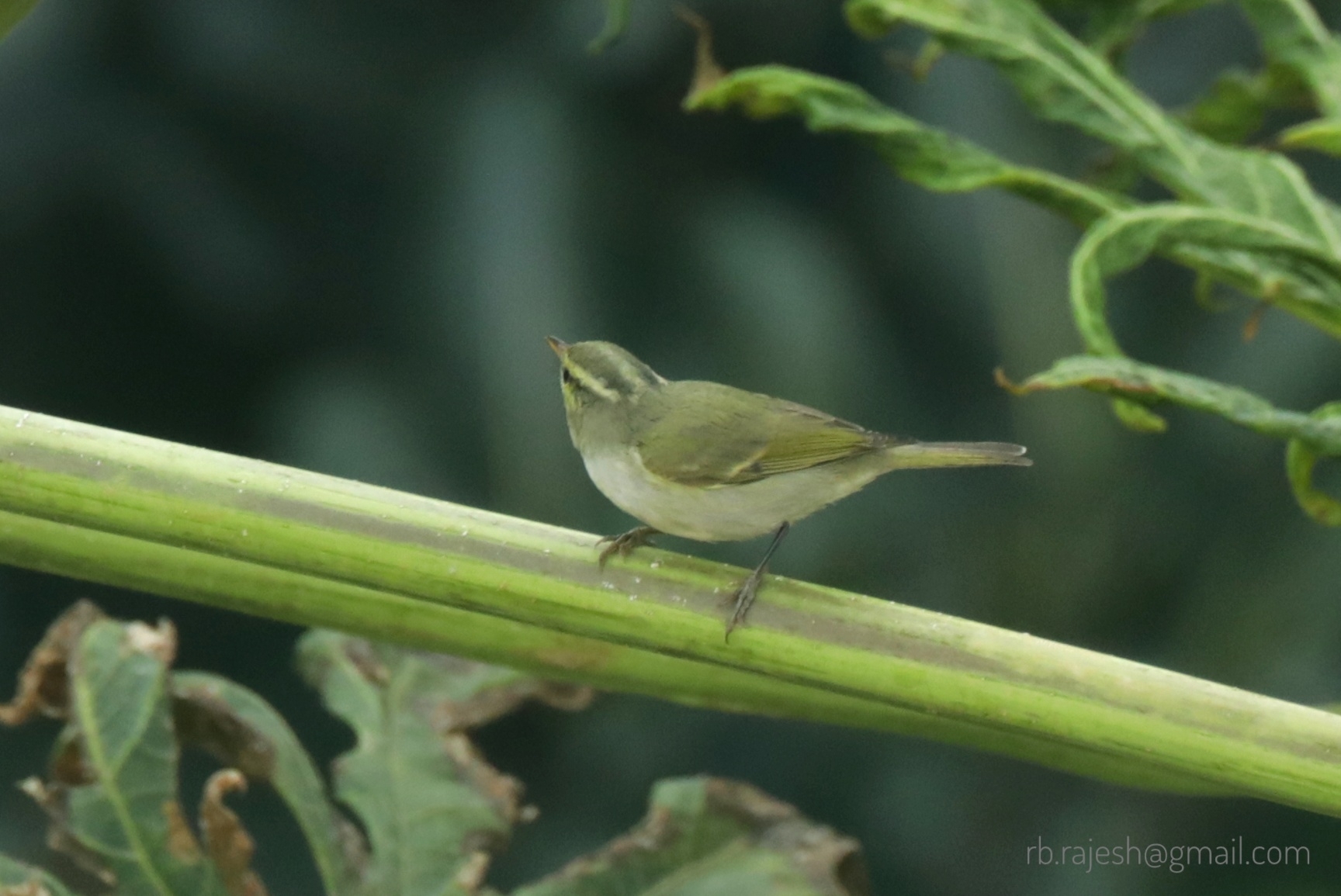 Western Crowned Warbler