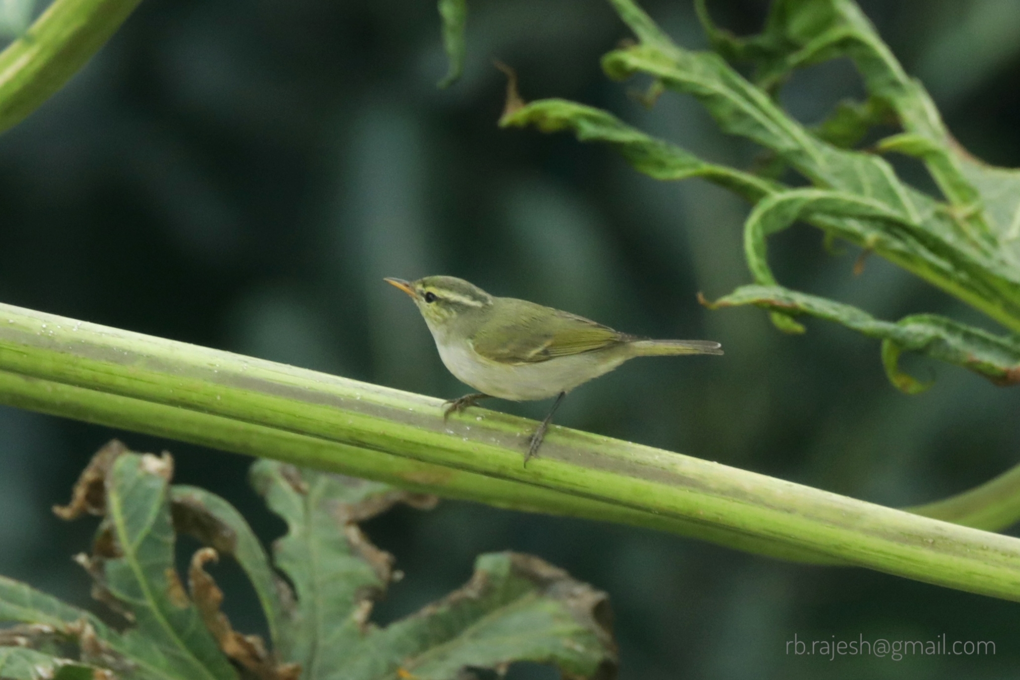 Western Crowned Warbler