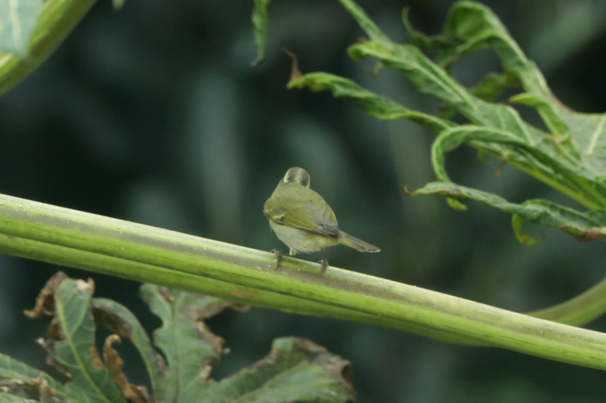 Western Crowned Warbler