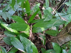 Acanthophippium sylhetense