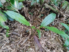 Acanthophippium sylhetense