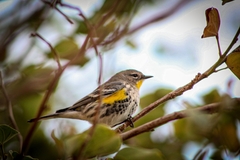 Setophaga coronata auduboni