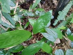 Acanthophippium sylhetense