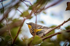 Setophaga coronata auduboni