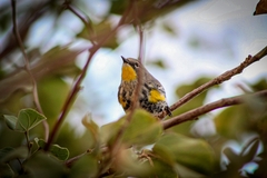 Setophaga coronata auduboni