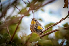 Setophaga coronata auduboni